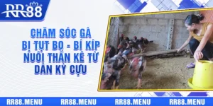 Chăm Sóc Gà Bị Tụt Bo - Bí Kíp Nuôi Thần Kê Từ Dân Kỳ Cựu