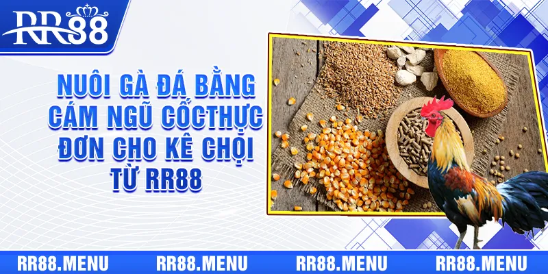 Nuôi gà đá bằng cám ngũ cốc