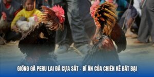 Giống Gà Peru Lai Đá Cựa Sắt - Bí Ẩn Của Chiến Kê Bất Bại