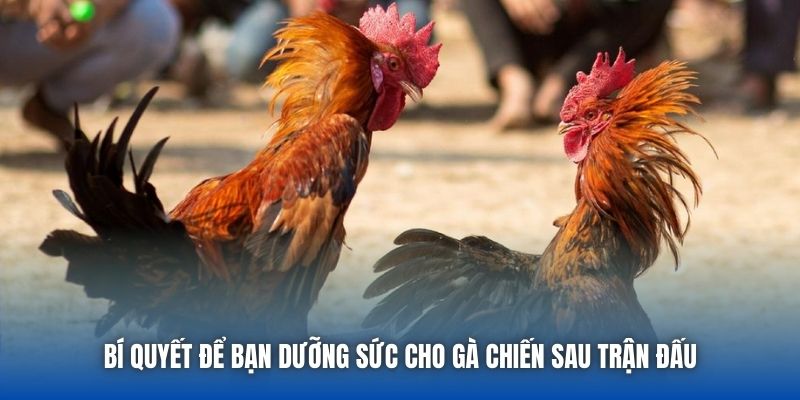 Bí quyết để bạn dưỡng sức cho gà chiến sau trận đấu