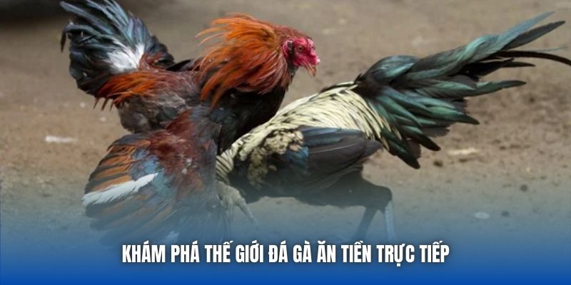 Khám phá thế giới đá gà ăn tiền trực tiếp
