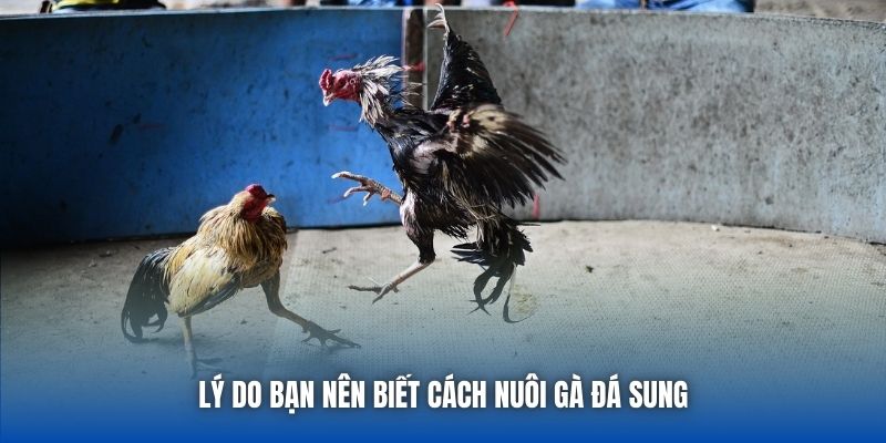 Lý do bạn nên biết cách nuôi gà đá sung