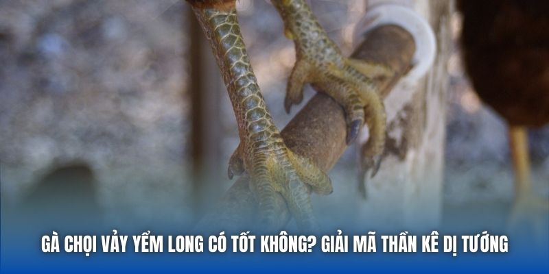 Gà Chọi Vảy Yểm Long Có Tốt Không? Giải Mã Thần Kê Dị Tướng