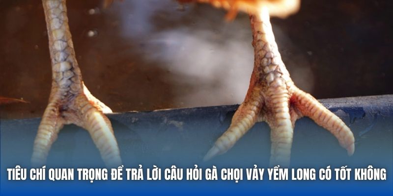 Tiêu chí quan trọng để trả lời câu hỏi gà chọi vảy Yểm Long có tốt không